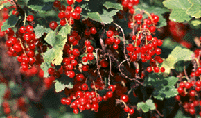 edible-landscaping-currants