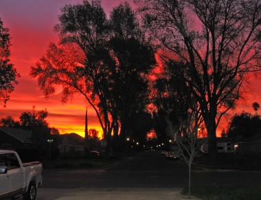 Another view of the trees on Maplewood Place -- this time at sunrise!