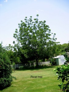 Pecan tree