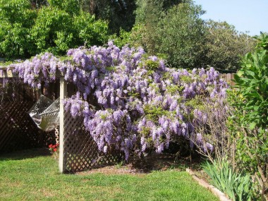 Look what you have to look forward to in the springtime -- breathtakingly beautiful wisteria covering the arbor over the hammock.