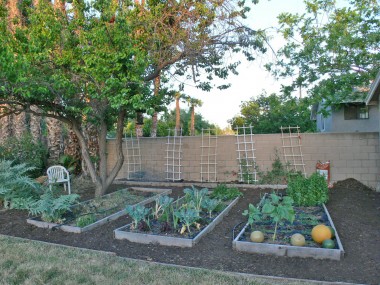 Garden with sweet peas, lettuce, broccoli, artichoke, etc. Yard also contains citrus trees and an herb garden! 4459 Oakwood Pl., Riverside
